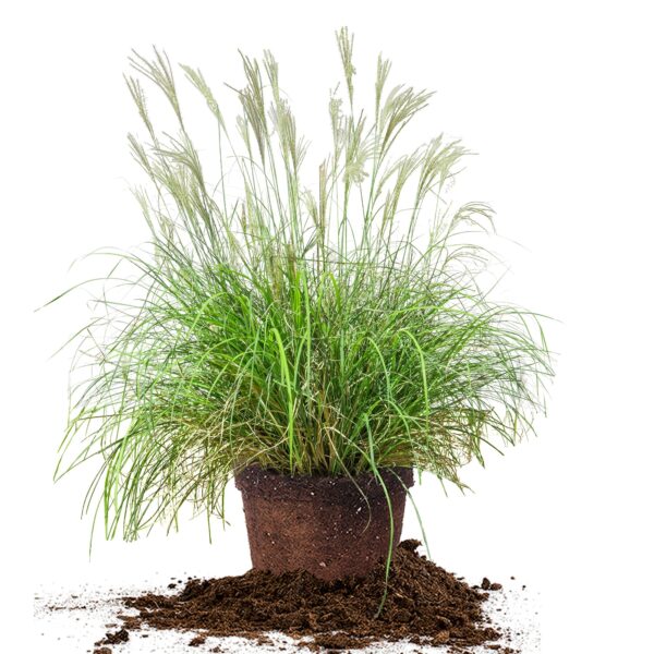 Miscanthus Adagio Shrub