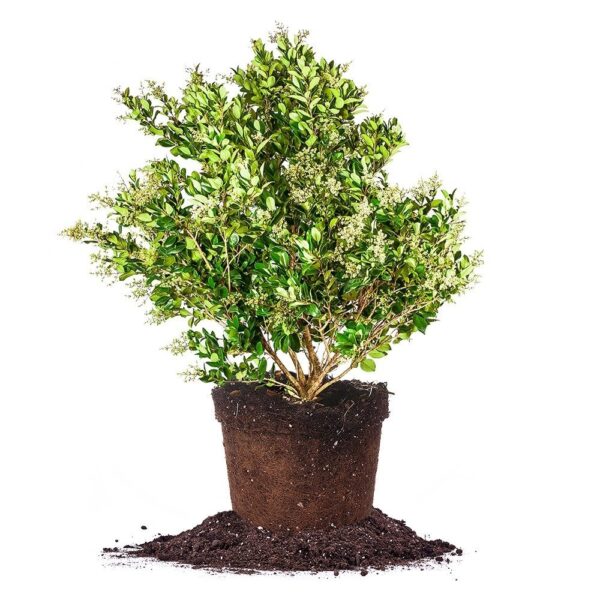 Waxleaf Ligustrum