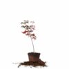 Semi Dwarf Japanese Maple Tree