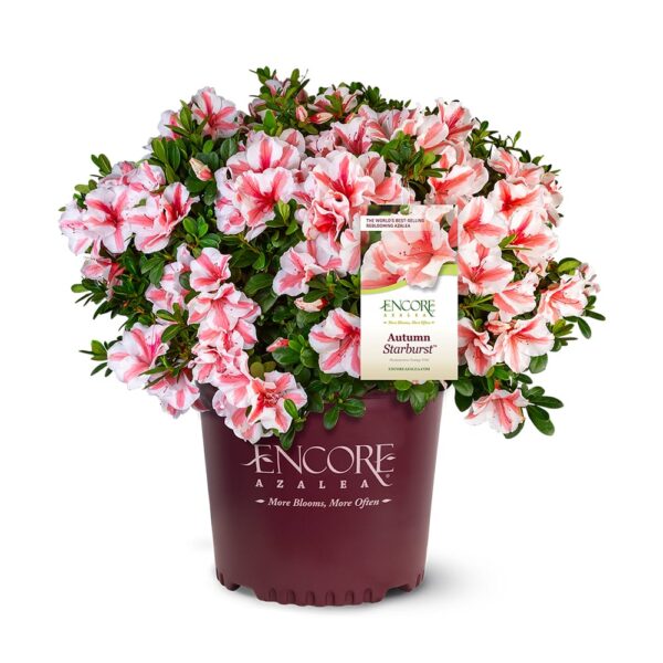 Autumn Starburst Encore Azalea Shrub