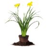 Crystal Tide Daylily Shrub