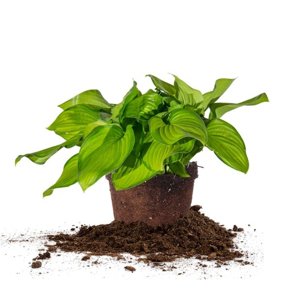 Hosta Guacamole Shrub