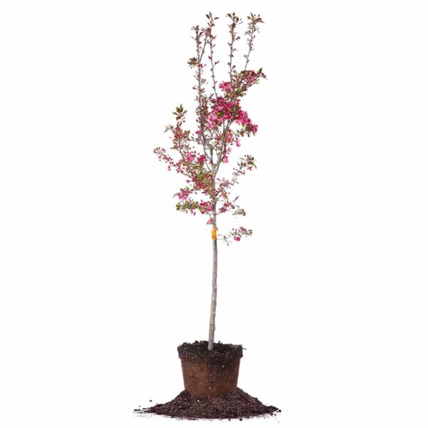 Pink Profusion Crabapple Tree