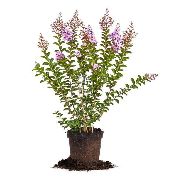 Muskogee Crape Myrtle Tree