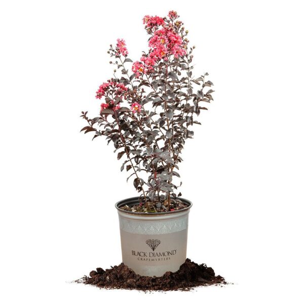Black Diamond Shell Pink Crape Myrtle Tree