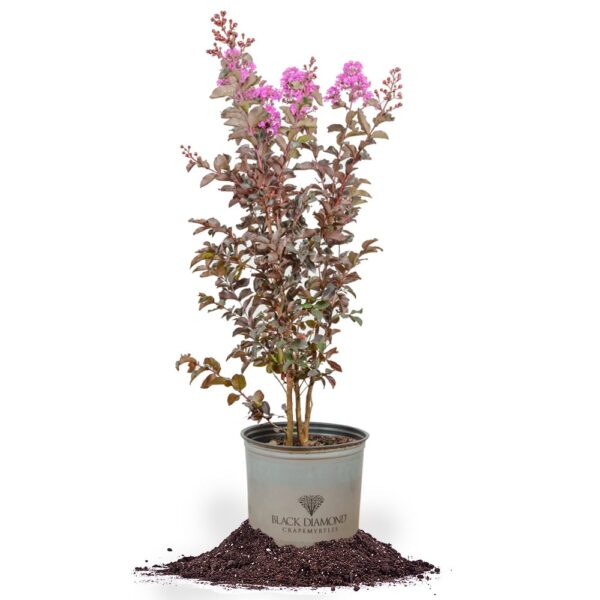 Lavender Lace Black Diamond Crape Myrtle Tree