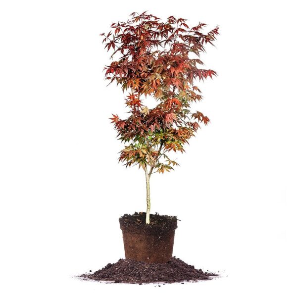 Bloodgood Japanese Maple Tree