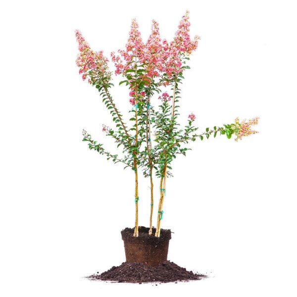 Tuscarora Crape Myrtle Tree