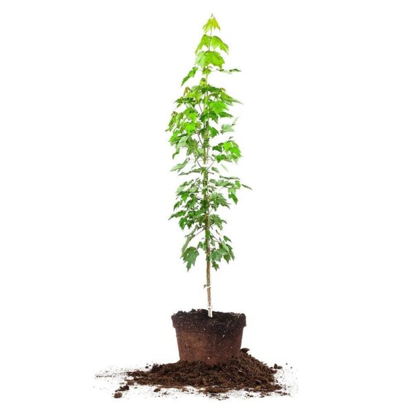 Brandywine Maple Tree