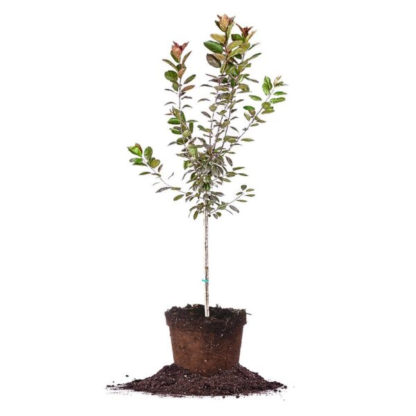 Summer Wonder Crabapple Tree