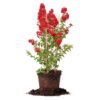 Red Rocket Crape Myrtle Tree
