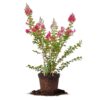 Tonto Crape Myrtle Tree
