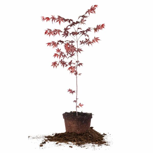 Red Emperor Japanese Maple Tree