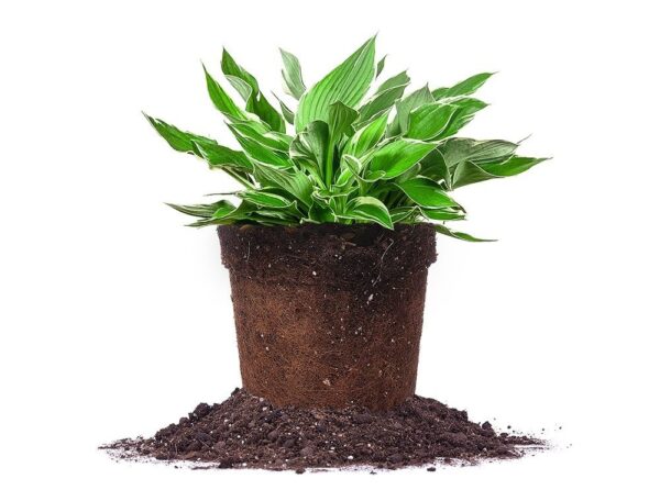 Hosta Francee Shrub