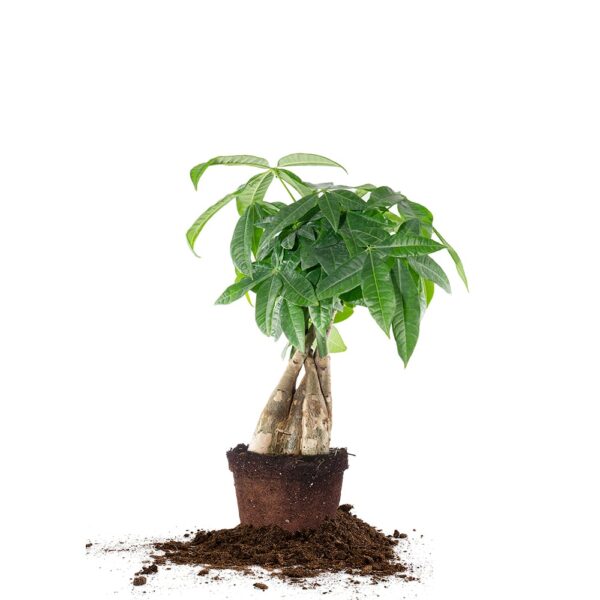 Money Tree Plant
