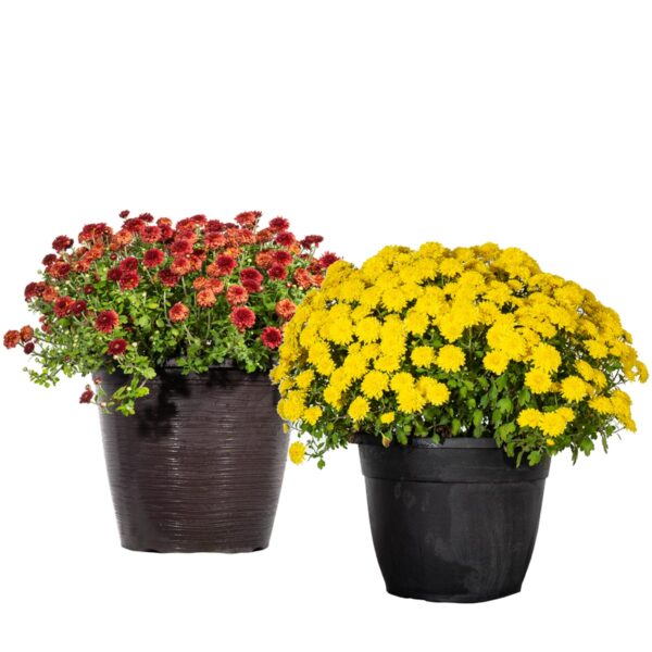 HARDY FALL MUM PLANTS VARIETY PACK