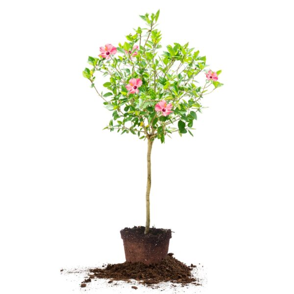Seminole Pink Hibiscus Tree