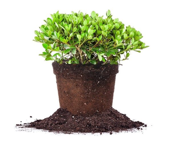 Dwarf Indian Hawthorn Shrub