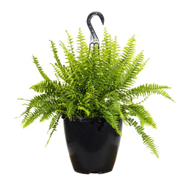 Hanging Boston Fern