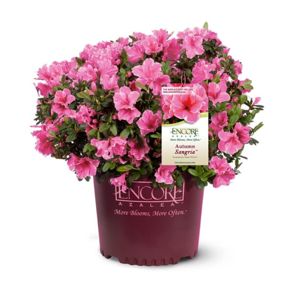 Autumn Sangria Encore Azalea Shrub