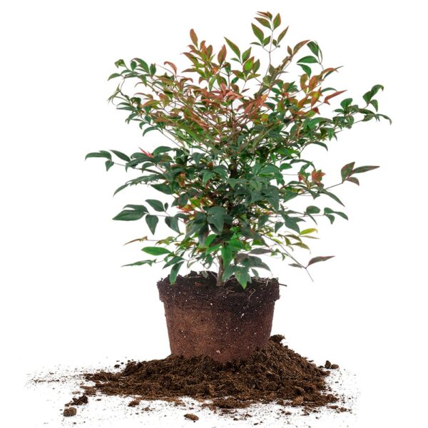 Dwarf Nandina ‘Gulf Stream’ Shrub