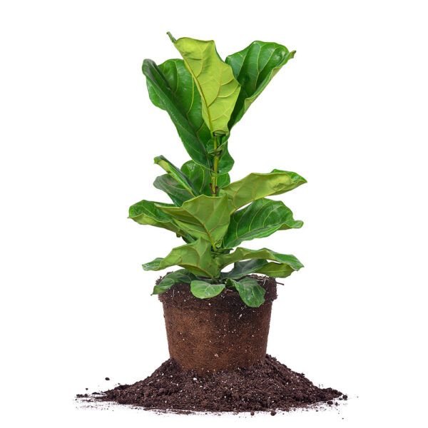 Fiddle Leaf Fig Tree