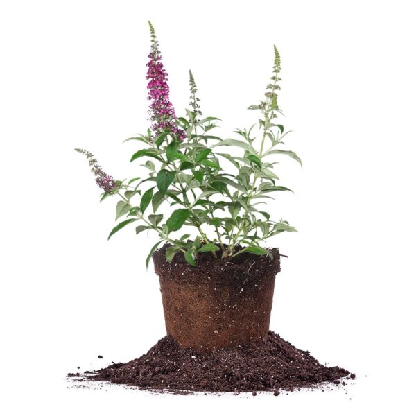 Cranrazz Butterfly Bush