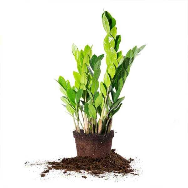 Zz Plant