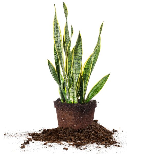 Variegated Snake Plant