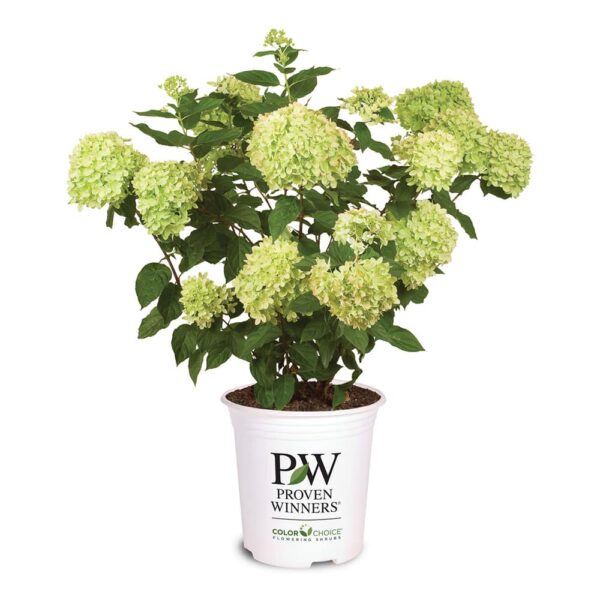 Little Lime Hydrangea