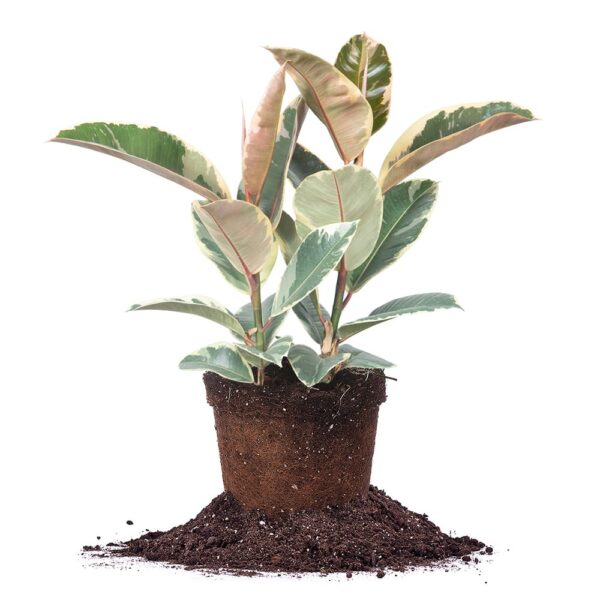 Variegated Rubber Plant – Ficus Tineke