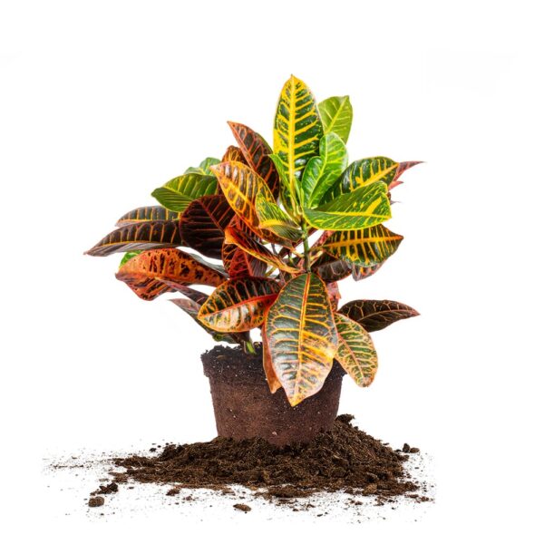 Croton ‘Petra’