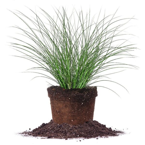 Miscanthus Gracillimus Shrub