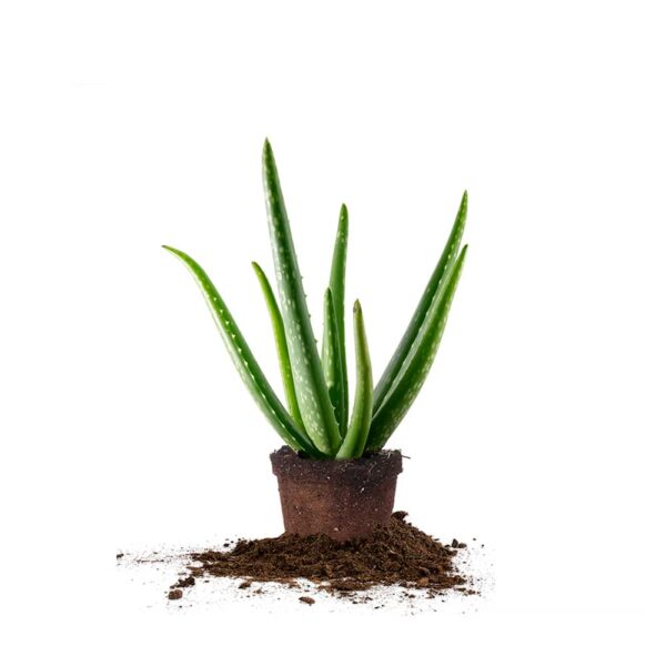 Aloe Vera Plant