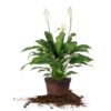 Variegated Peace Lily