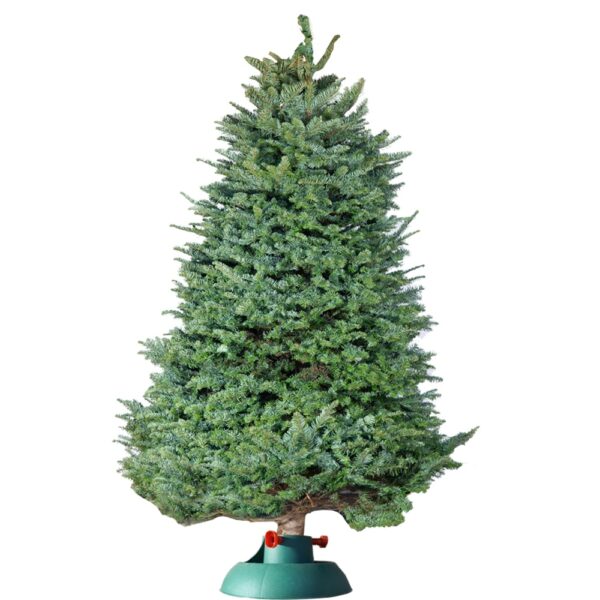Fresh Fraser Fir Christmas Tree