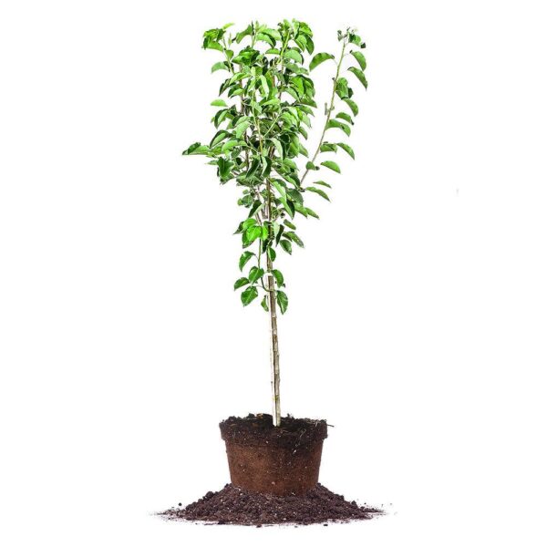 Cleveland Select Pear Tree