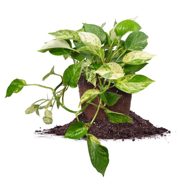 Variegated Marble Queen Pothos Vine