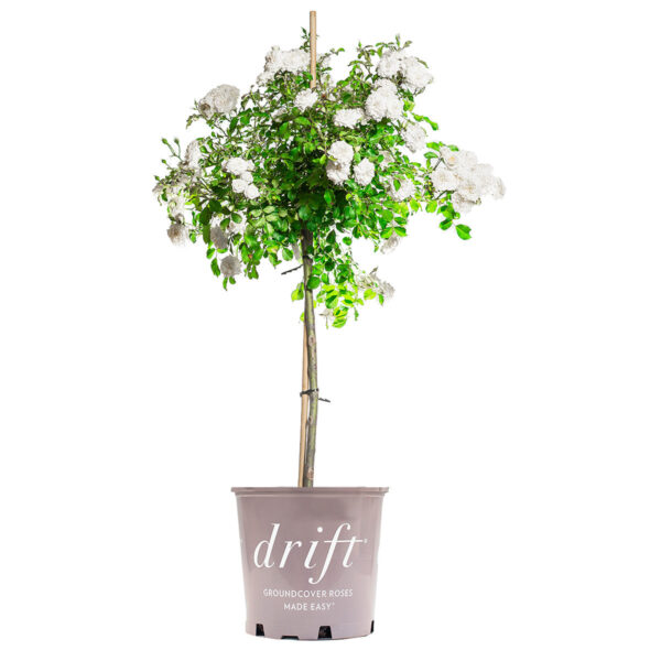 White Drift Rose Tree