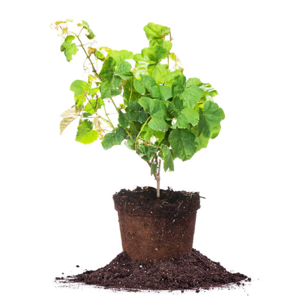 Seedless Concord Grape Vine