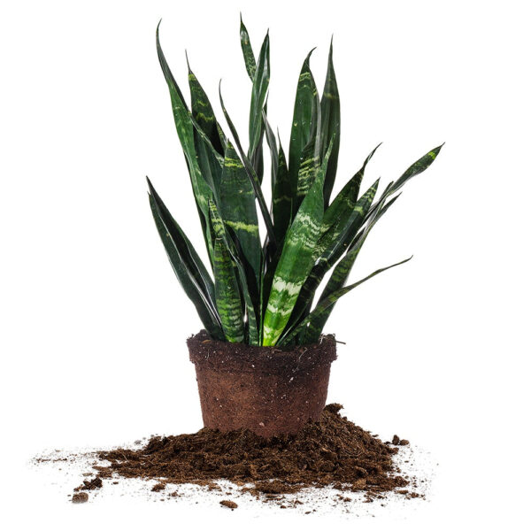 Sansevieria Black Coral