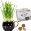 Organic Cat Grass Kit