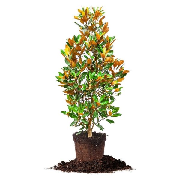 Dd Blanchard Magnolia Tree