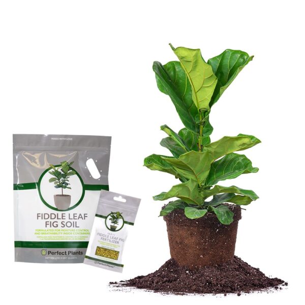 Fiddle Leaf Fig Bundle
