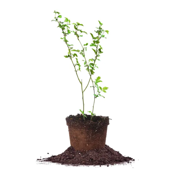 Apache Blackberry Bush