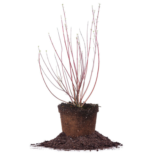 Red Twig Dogwood Shrub