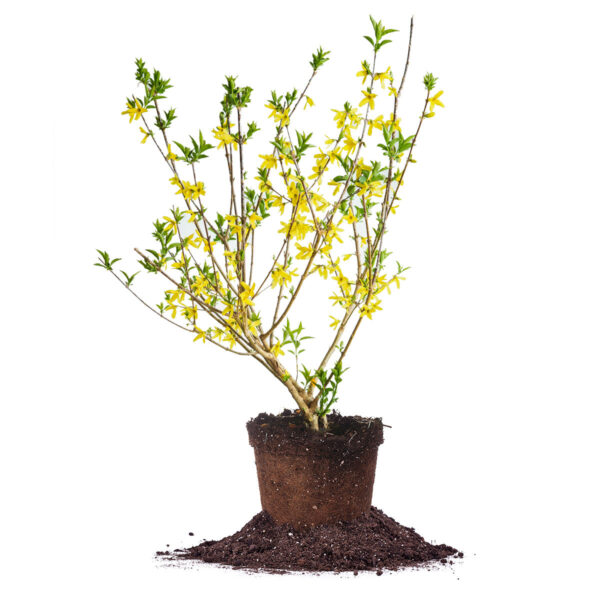 Lynwood Gold Forsythia Shrub