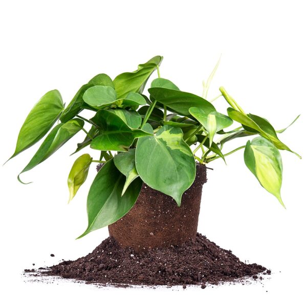 Variegated Philodendron ‘Brasil’