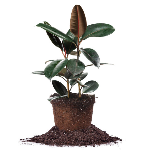 Ficus Burgundy Rubber Plant