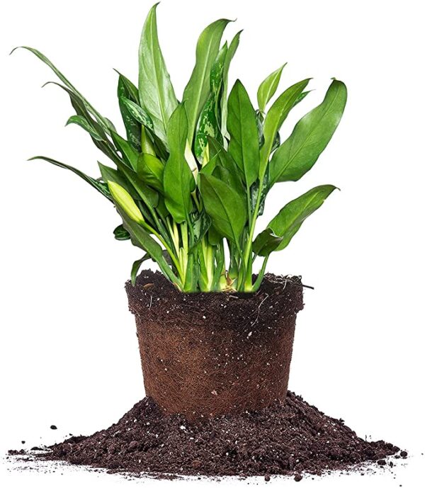 Aglaonema Chinese Evergreen 'Maria'